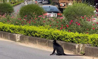 Khó bắt giữ con voọc tấn công người đi đường ở Quảng Bình