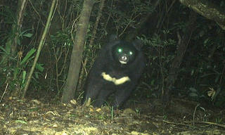 Phát hiện gấu ngựa quý hiếm tại Quảng Trị