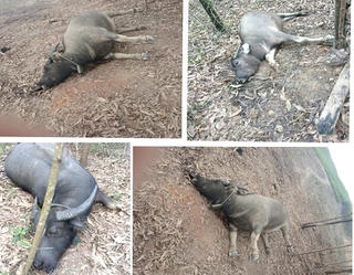 Phát hiện hàng chục con trâu chết rải rác trong rừng