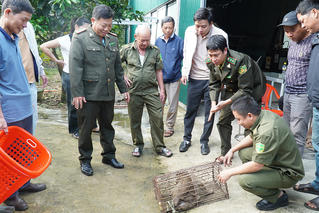 Đã bắt được khỉ quý hiếm thường xuyên quậy phá nhà dân
