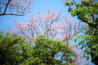 Ngô đồng khoe sắc dưới nắng hè Cố đô