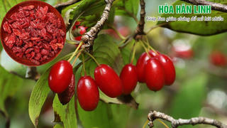 3 vị thuốc nam chữa bệnh ra mồ hôi nhiều được khoa học kiểm chứng