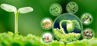 Ưu điểm của việc bổ sung nội tiết tố bằng tinh chất mầm đậu nành