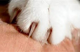 Người phụ nữ tử vong do mèo cào