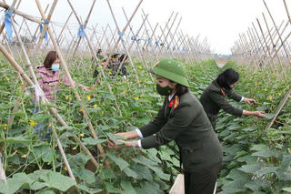 Đoàn thanh niên - Hội Phụ nữ Phòng Hậu cần, Công an tỉnh Hà Nam giúp bà con thu hoạch nông sản 