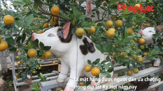 Quất bon sai tạo hình trên lưng heo thu hút khách