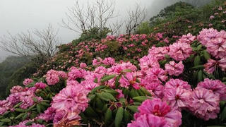 Mùa đỗ quyên trên đỉnh Putaleng