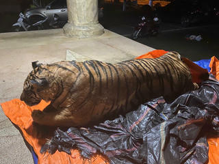 Bắt 3 đối tượng vận chuyển hổ hơn 200 kg đi tiêu thụ