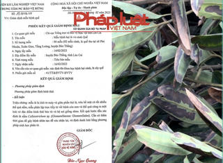 Vụ cây quế bị cháy lá ở Bảo Thắng: Đã xác định được nguyên nhân ban đầu