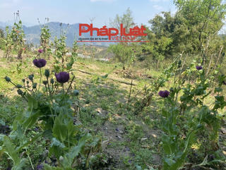 Trồng gần 2.000 cây thuốc phiện trong vườn nhà 