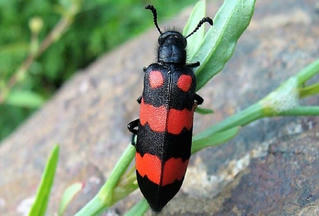 Cảnh báo về loài sâu cực độc, người khỏe mạnh ăn 2-3 con có thể tử vong