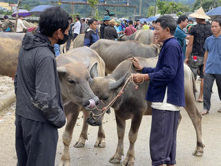 "Sàn giao dịch trâu bò" lớn nhất Tây Bắc