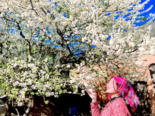 Chiêm ngưỡng vẻ đẹp cây hoa mận hàng chục năm tuổi ở Y Tý