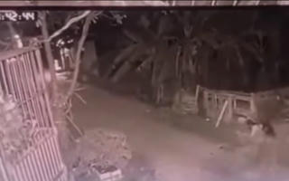 Bé gái 5 tuổi bị 2 con chó của gia đình cắn tử vong