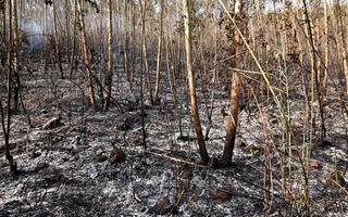 18ha rừng Tam Đảo vừa bị cháy rụi