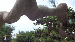 Những cây cảnh độc, lạ chào Xuân Quý Mão 2023