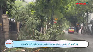 Hà Nội: Gió giật mạnh, cây đổ trước khi bão số 3 đổ bộ
