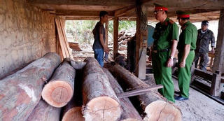 Mua gỗ lậu chủ xưởng bị điều tra 
