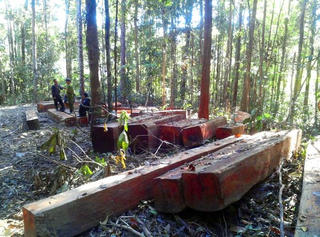 Để mất rừng, nguyên Bí thư Huyện ủy ở Đắk Lắk bị kỷ luật cảnh cáo