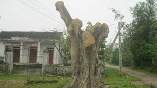 Chặt đa xong, nhiều trai làng chết trẻ 