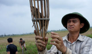 Trai tráng Thủ đô săn chuột đồng làm mồi nhậu