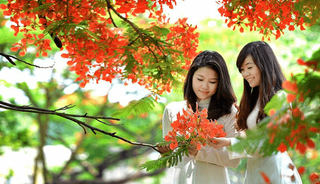Rợp trời 'lửa” phượng