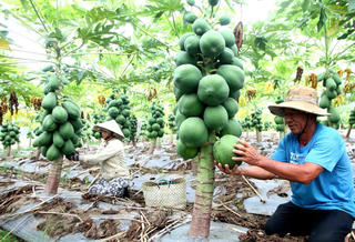  Vay bổ sung vốn để khôi phục sản xuất, kinh doanh như thế nào?