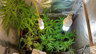 Vũng Tàu: Phát hiện người nước ngoài trồng cần sa để sử dụng