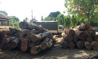 Thêm một cán bộ kiểm lâm bị bắt, liên quan đến trùm gỗ lậu Phượng “râu”