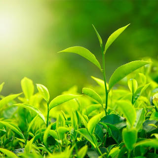 8 bí quyết chống lão hóa từ thiên nhiên của phụ nữ phương Đông