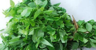 Rau ngót: Cực tốt và cực độc, biết mà tránh khi ăn kẻo rước họa vào thân