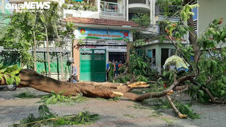 Cây phượng bật gốc đè nhiều học sinh ở TP.HCM, một em tử vong