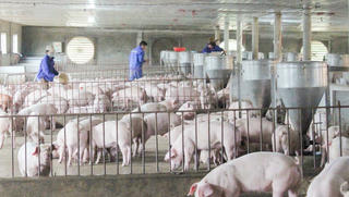 Chăn nuôi nông hộ vẫn đóng vai trò quan trọng