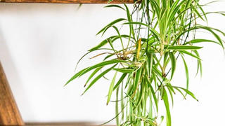 8 loại cây trồng trong nhà làm sạch không khí 