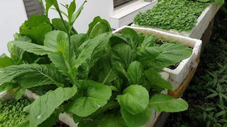 Người Sài Gòn trong tâm dịch: Ở nhà là yêu nước