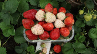 Con gái đòi ăn loại quả chỉ có ở siêu thị thành phố, bà mẹ quê quyết tâm trồng cả vườn trên sân thượng