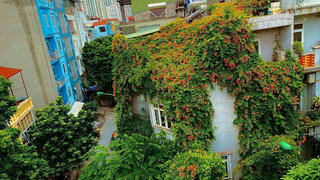 Ngôi nhà phủ đầy hoa leo của nữ thiết kế thời trang