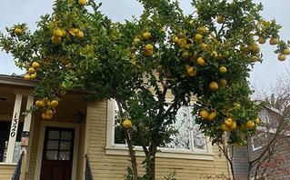 8 cây cảnh tốt cho phong thủy, trồng trước nhà xua tà khí, hút tài lộc