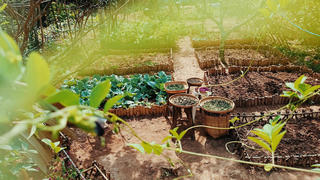 "Bỏ phố về quê", cặp vợ chồng Bến Tre làm khu vườn 500m2 tràn ngập rau trái