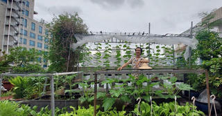 Kiến trúc sư "lột xác" sân thượng cũ bằng khu vườn sum suê giữa TPHCM