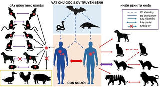 Vật nuôi có lây COVID-19 cho người?