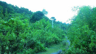 Những ngôi nhà bỏ hoang trong khu tái định cư ở miền Tây xứ Nghệ