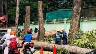 Khảo sát kĩ lưỡng khi đốn hạ cây xanh