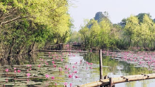 Bình yên suối Yến mùa hoa súng