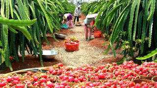 Gấp rút tìm đầu ra cho 300.000 tấn thanh long