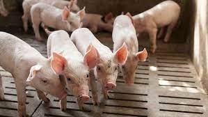 Không chết mới là lạ!