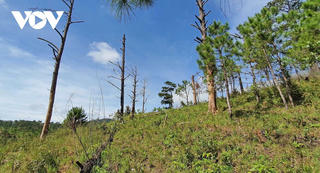 Lâm Đồng: Không cho thuê rừng để làm du lịch đại trà