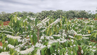 Có một Tây Nguyên tinh khôi đầy quyến rũ