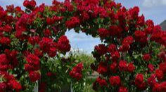 Những chiếc cổng hoa hồng đẹp quên lối về