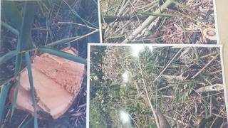 Sau bài viết phản ánh rừng bị hủy hoại tại huyện Lâm Hà: Tỉnh Lâm Đồng yêu cầu xử lý dứt điểm trong tháng 4/2022